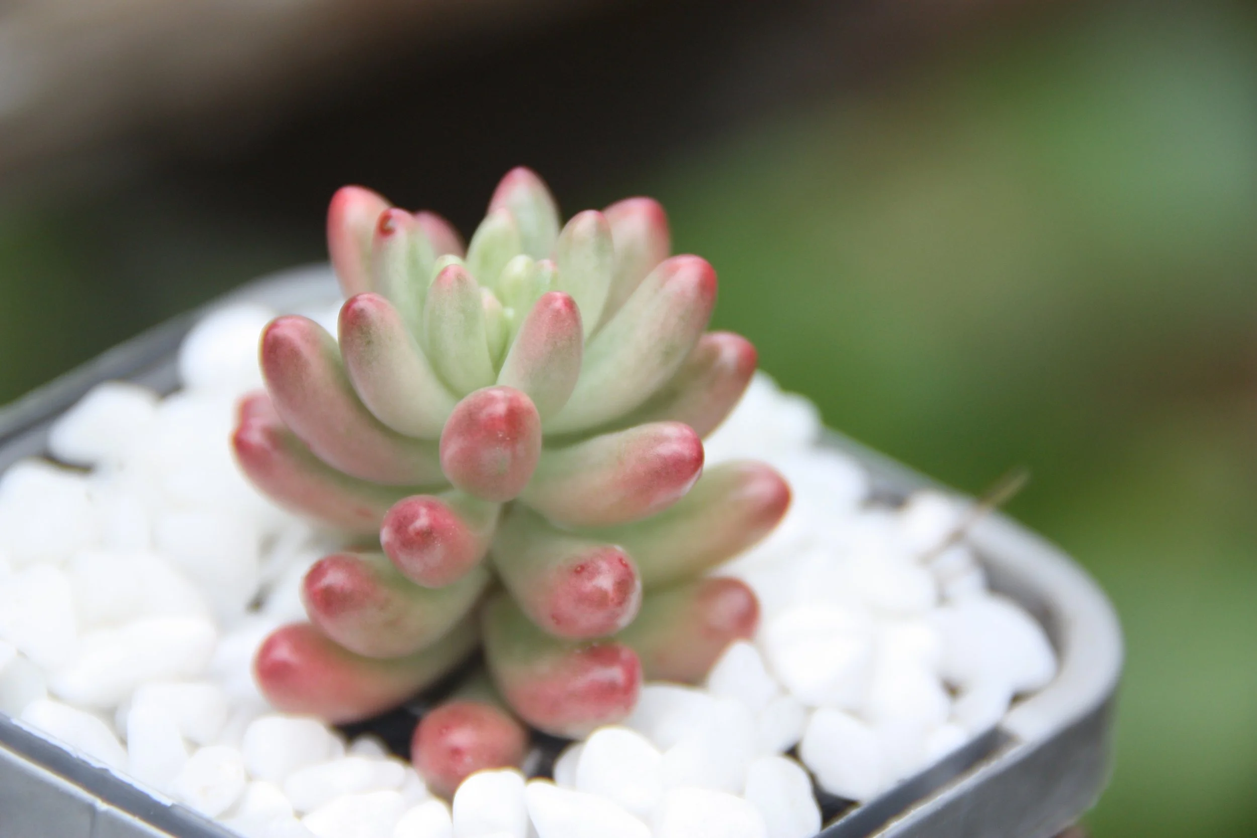 birds nest snake plant Bird's Nest Sansevieria (Dracaena) main image 1
