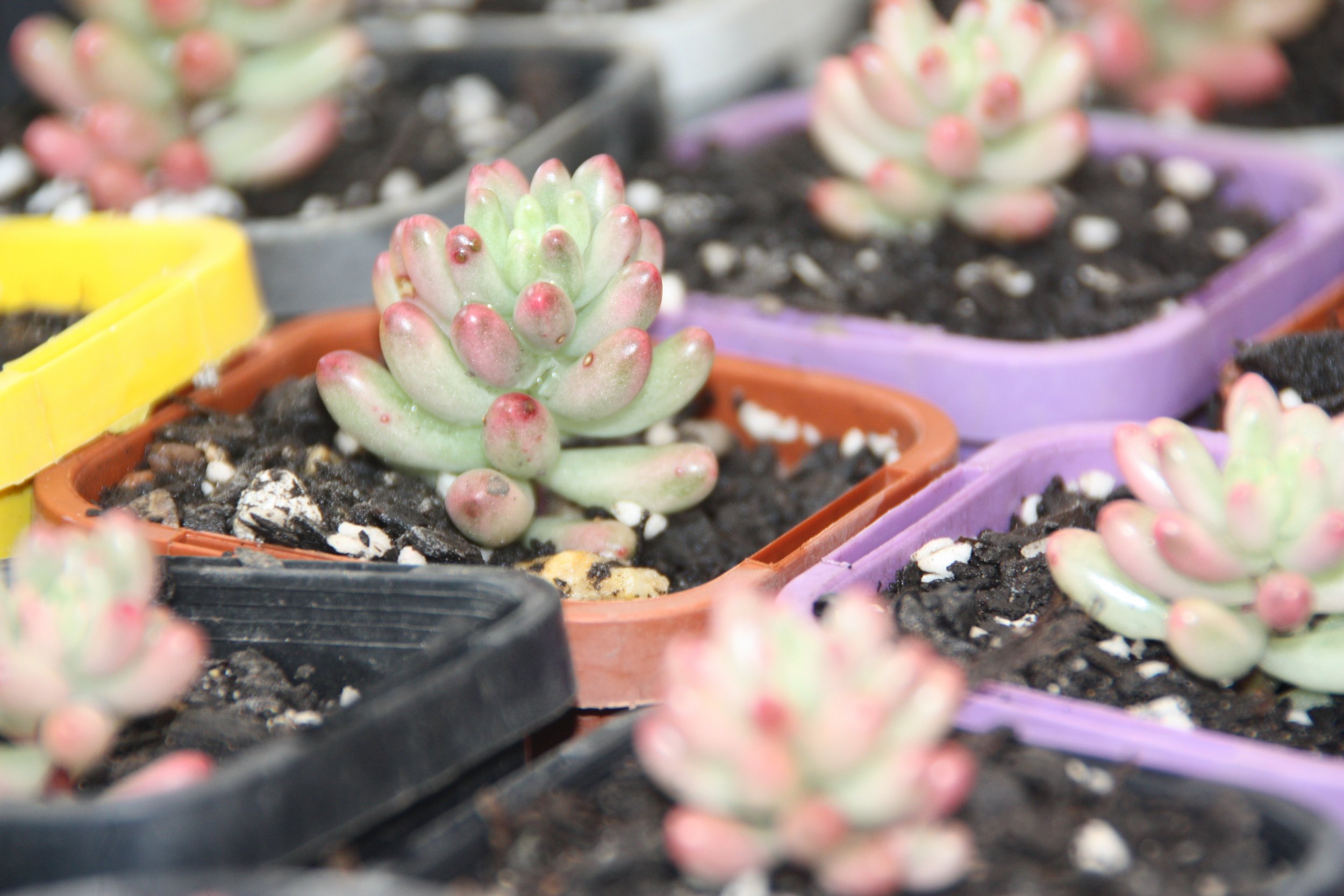 Sedum Rubrotinctum Pink Jelly Bean