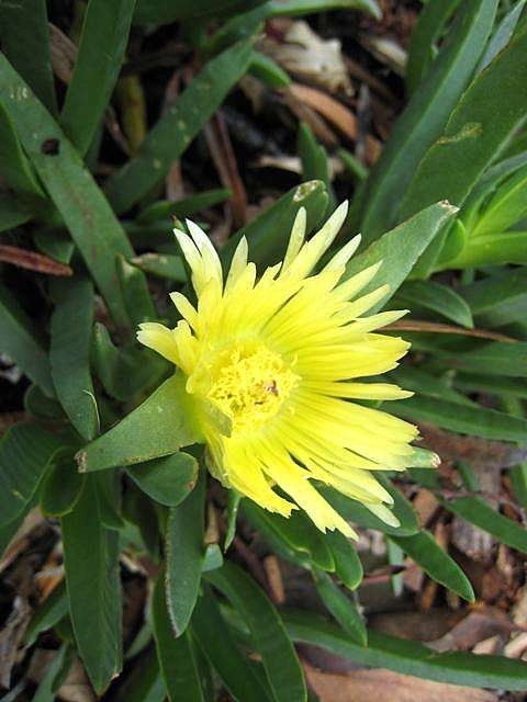 Carpobrotus Edulis Yellow - Australia Native Pig Face