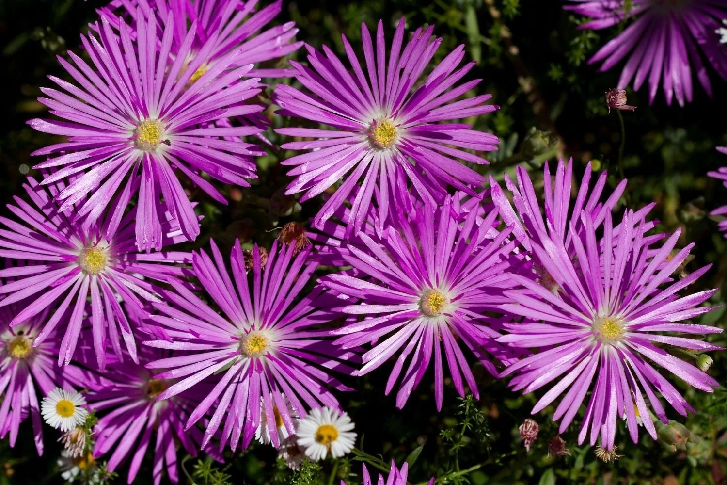 Lampranthus multiradiatus - Pink Pig Face