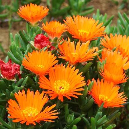 Lampranthus Aurantiacus - Orange Pig Face