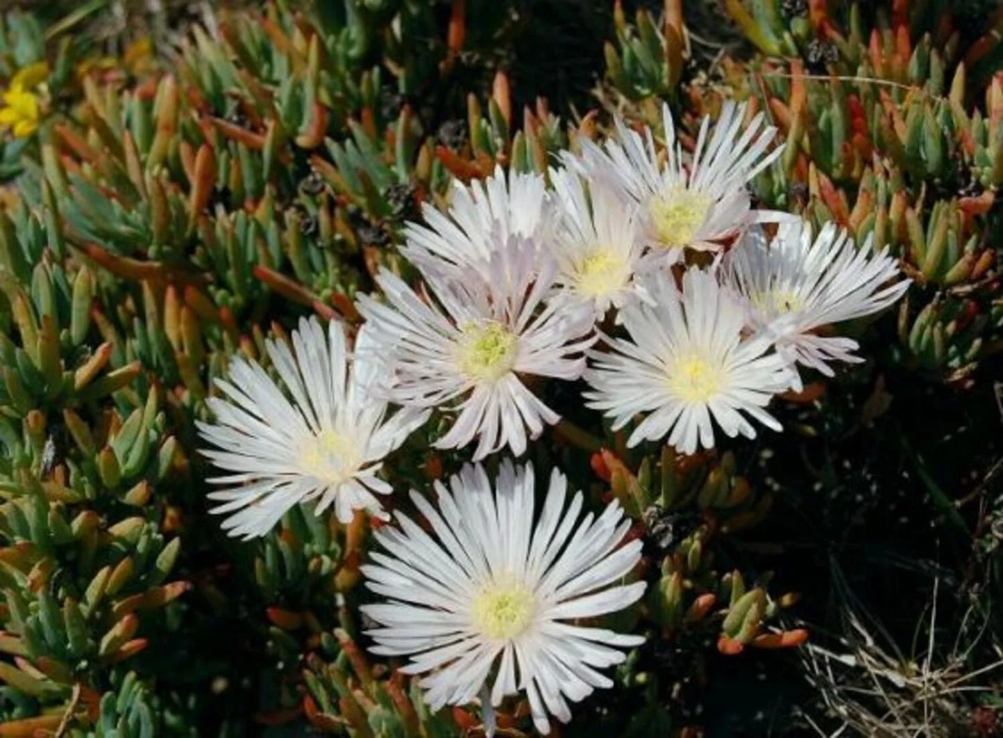 Lampranthus spectabilis - White Pig Face
