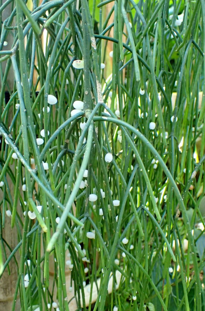 Rhipsalis Baccifera