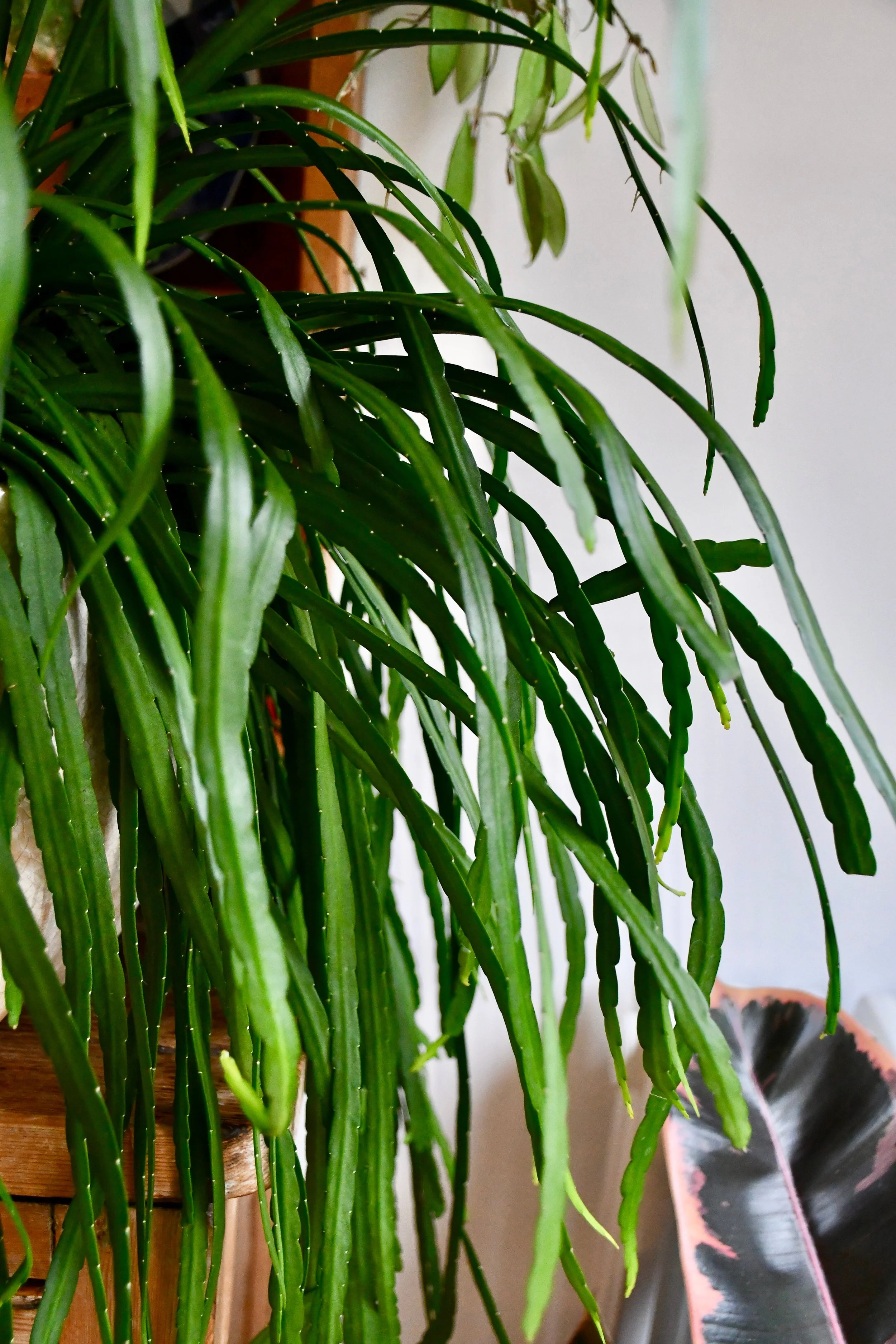 Rhipsalis Bolivianum