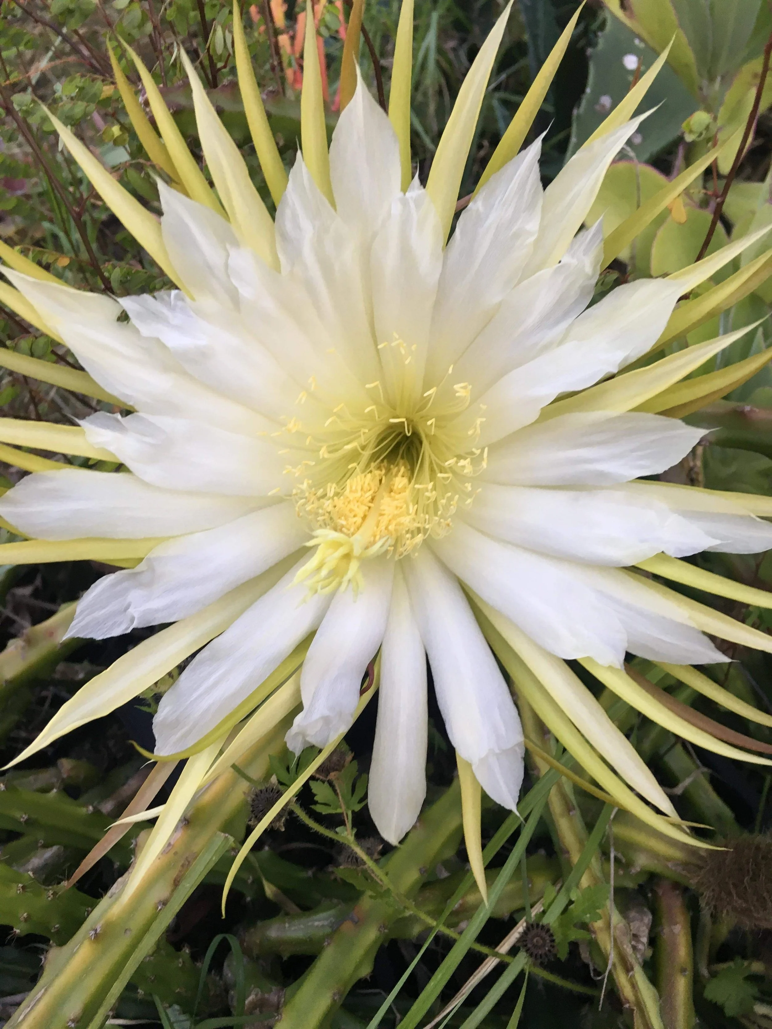 Selenicereus spinulosus Aka. "Moonlight Cactus"