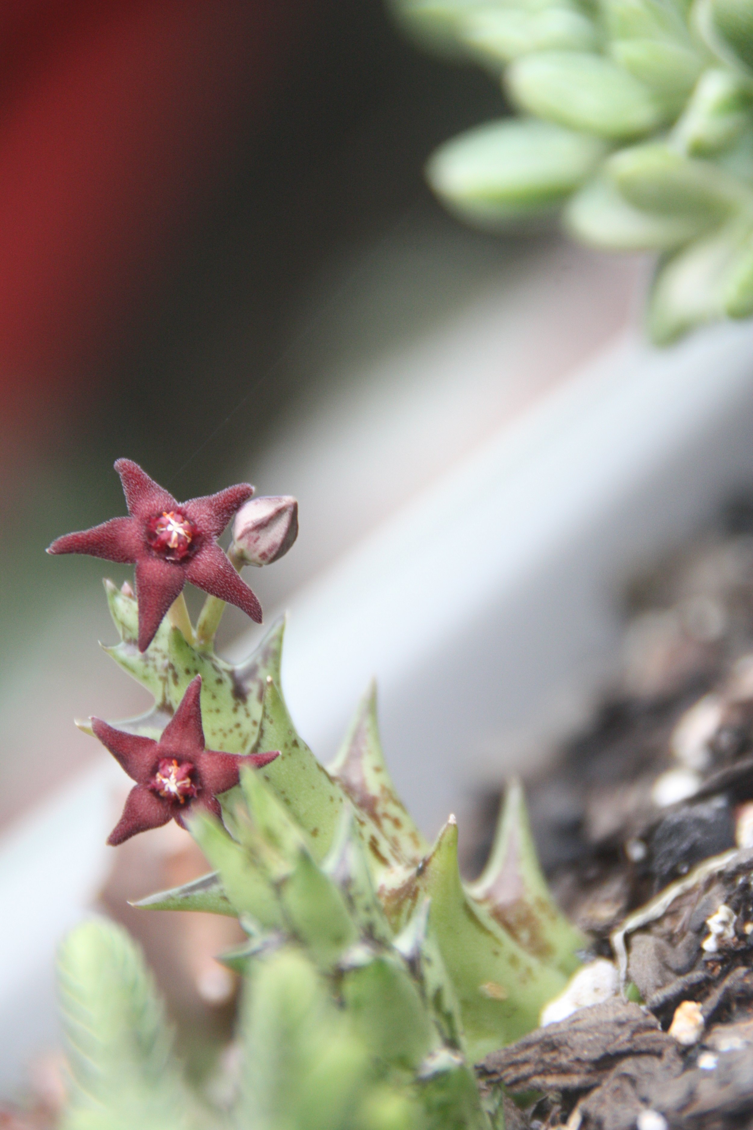 Starfish Orbea subterranea