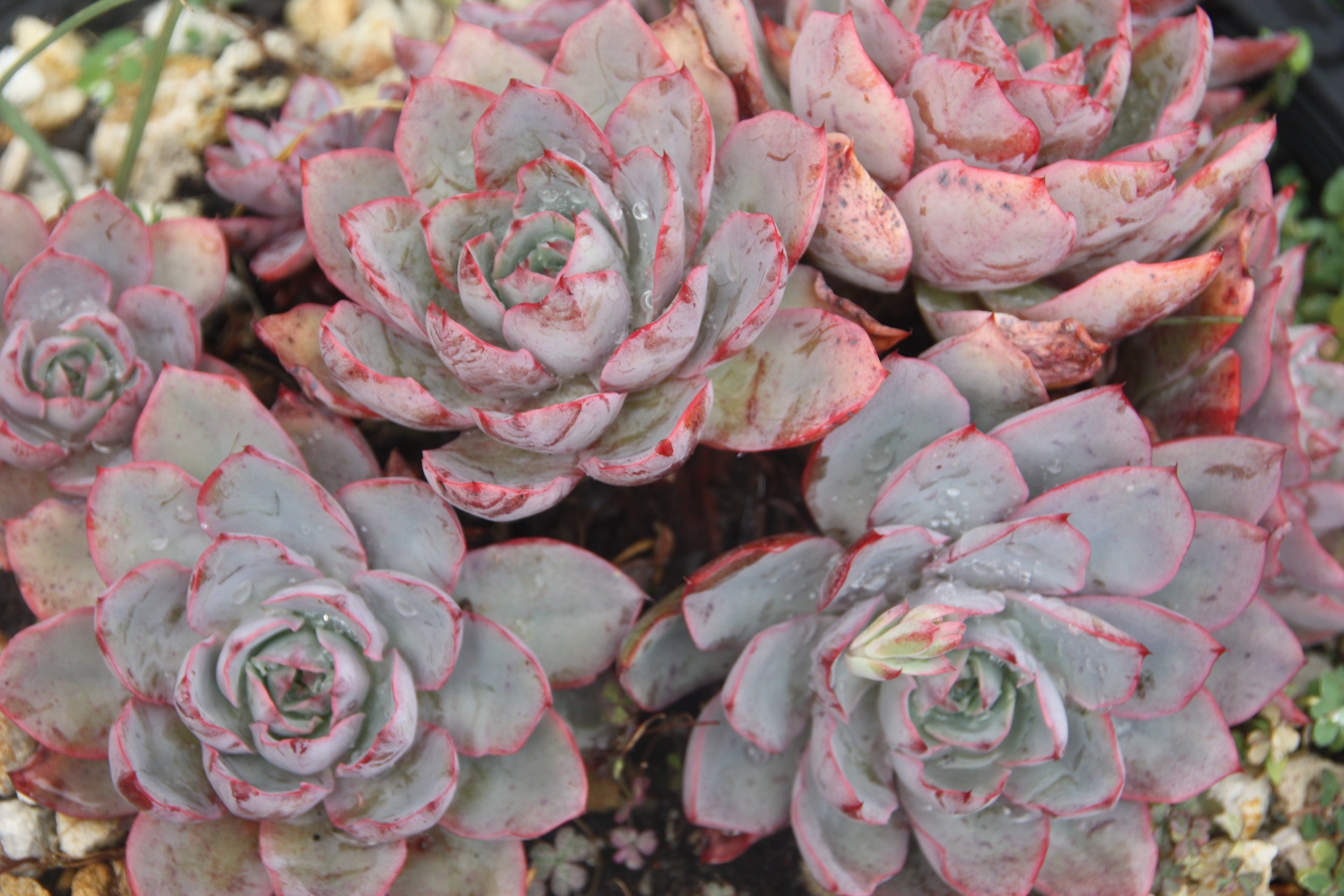 Echeveria Hera