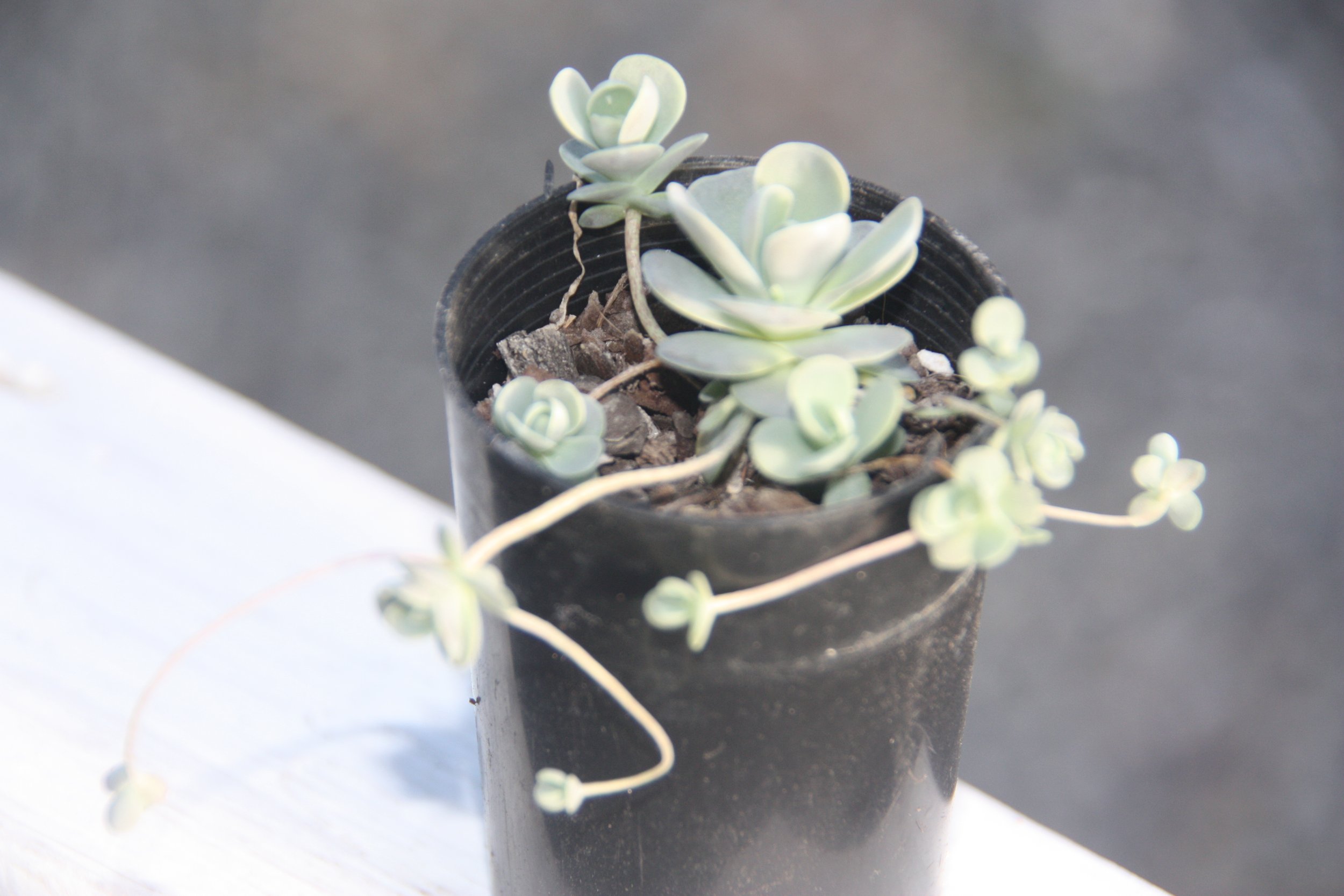 Orostachys Iwarenge aka. "Chinese Dunce Cap"