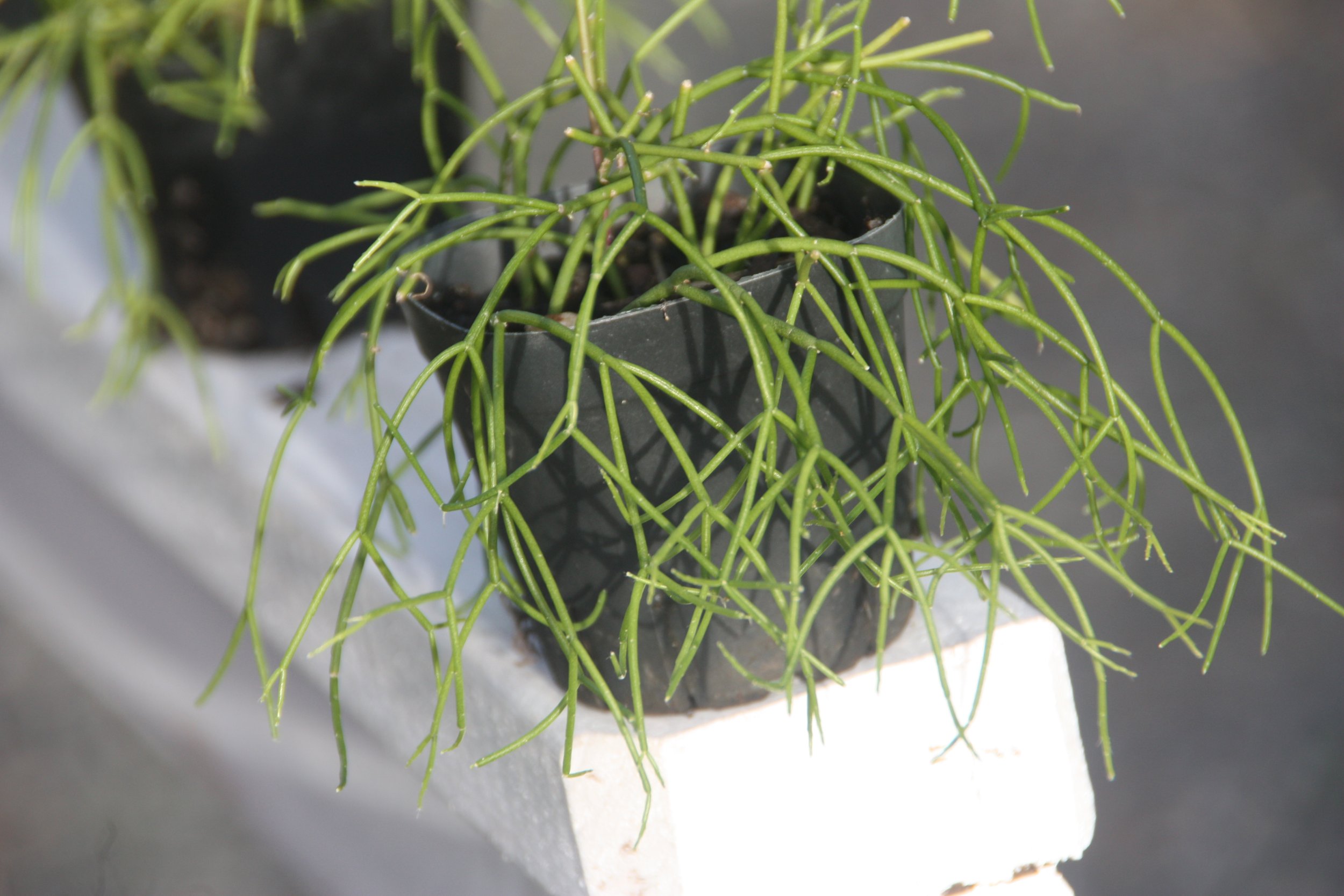 Rhipsalis Capilliformis