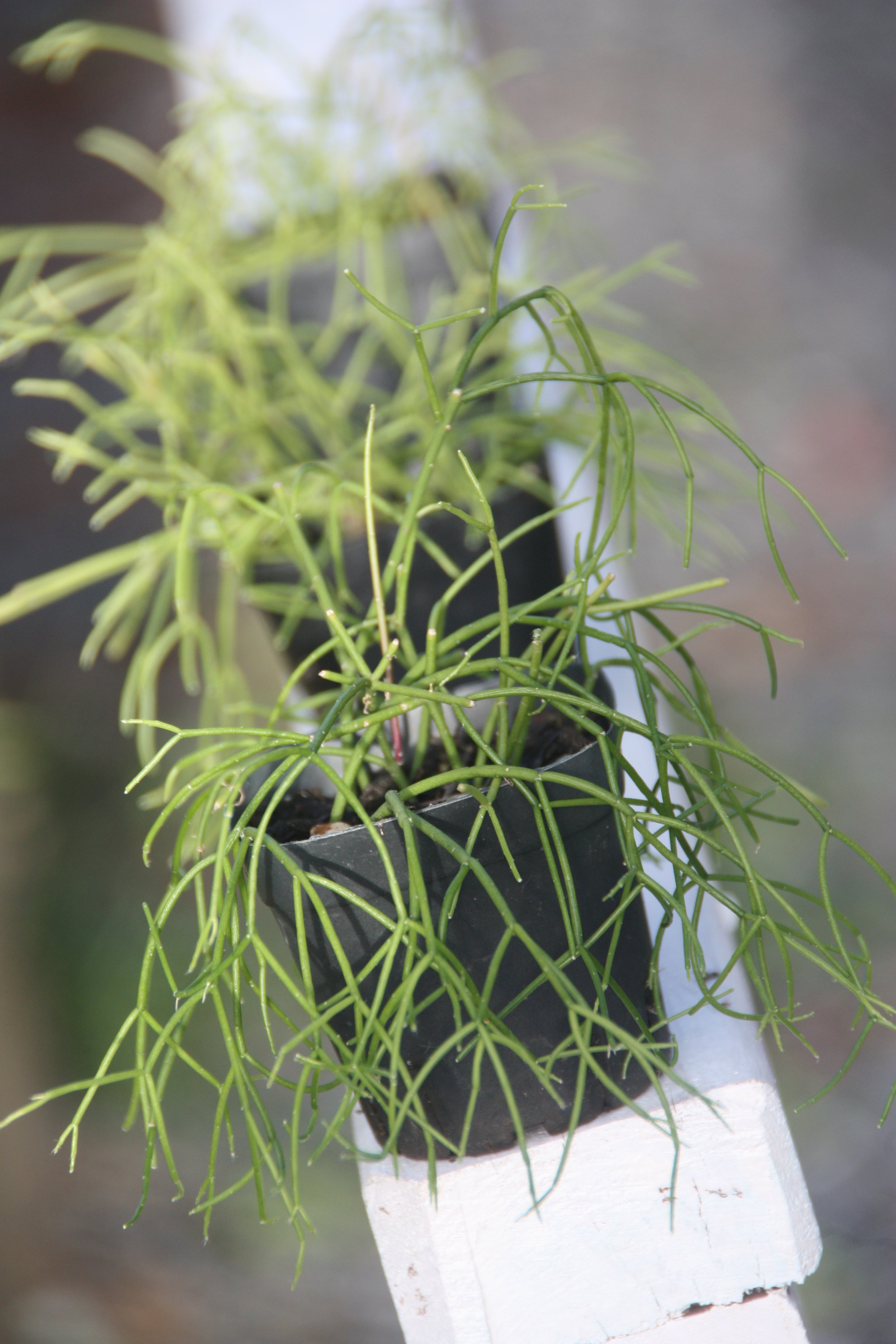 Rhipsalis Capilliformis