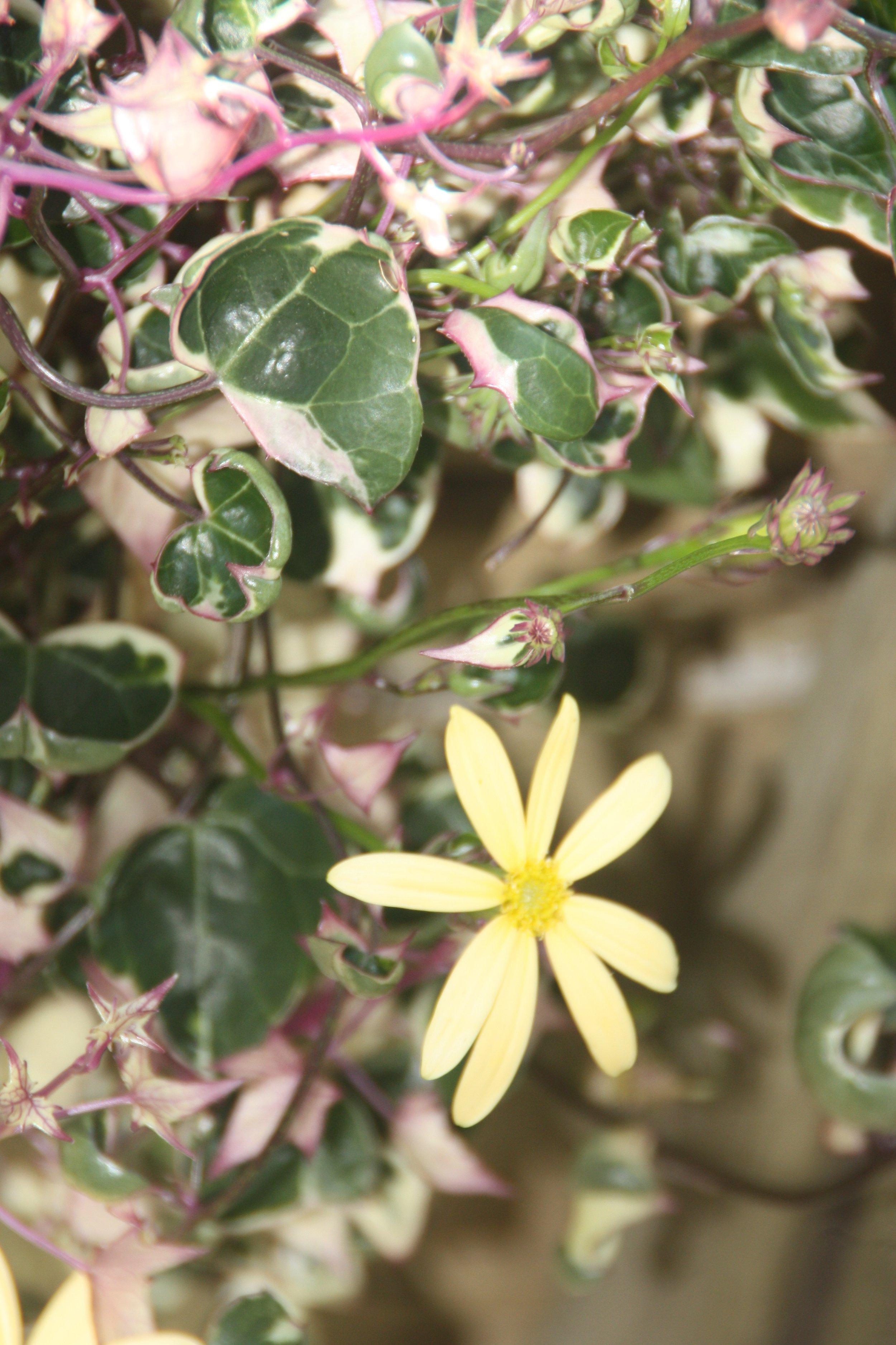 Senecio Macroglossus aka. "Varigated Wax Ivy"