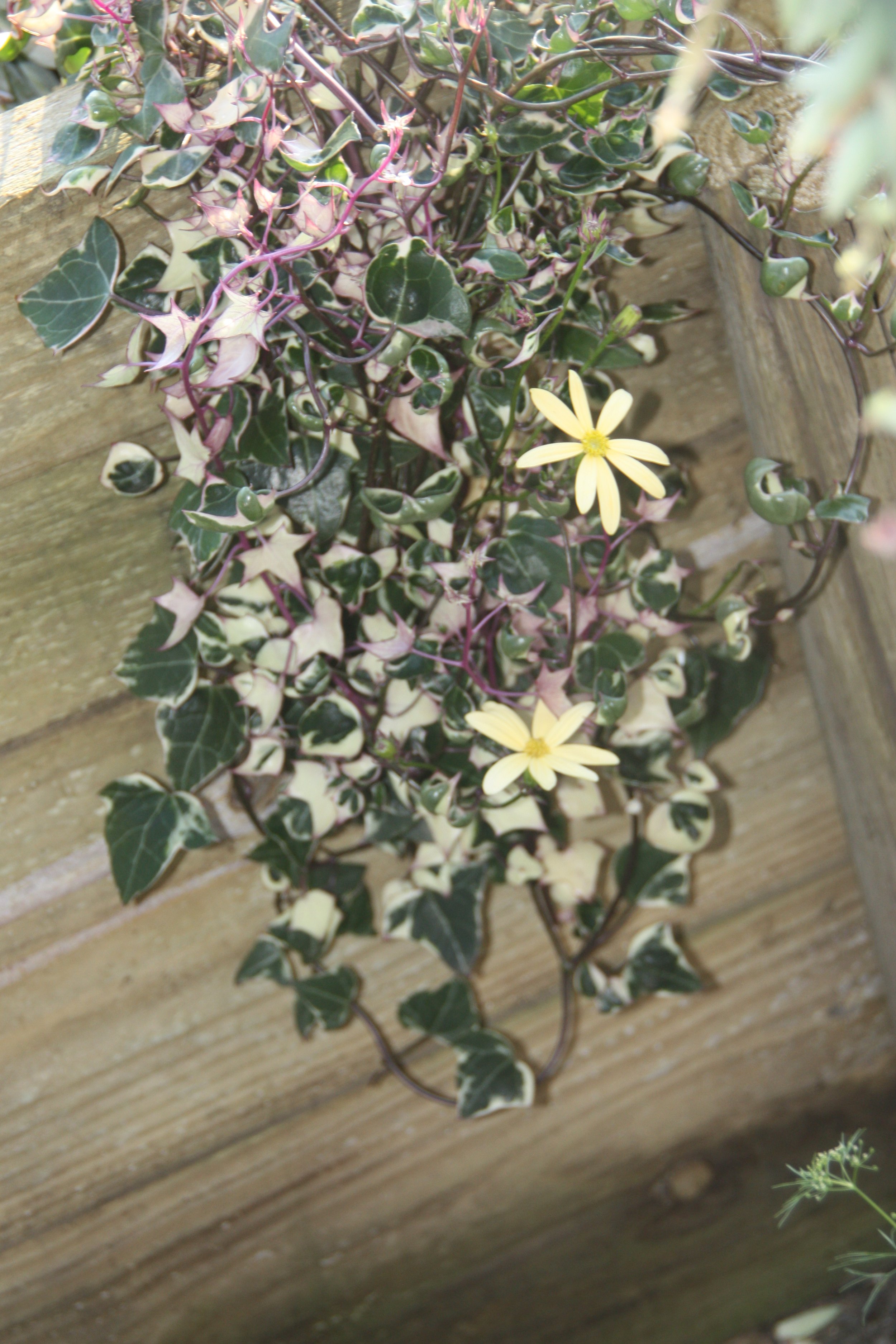 Senecio Macroglossus aka. "Varigated Wax Ivy"