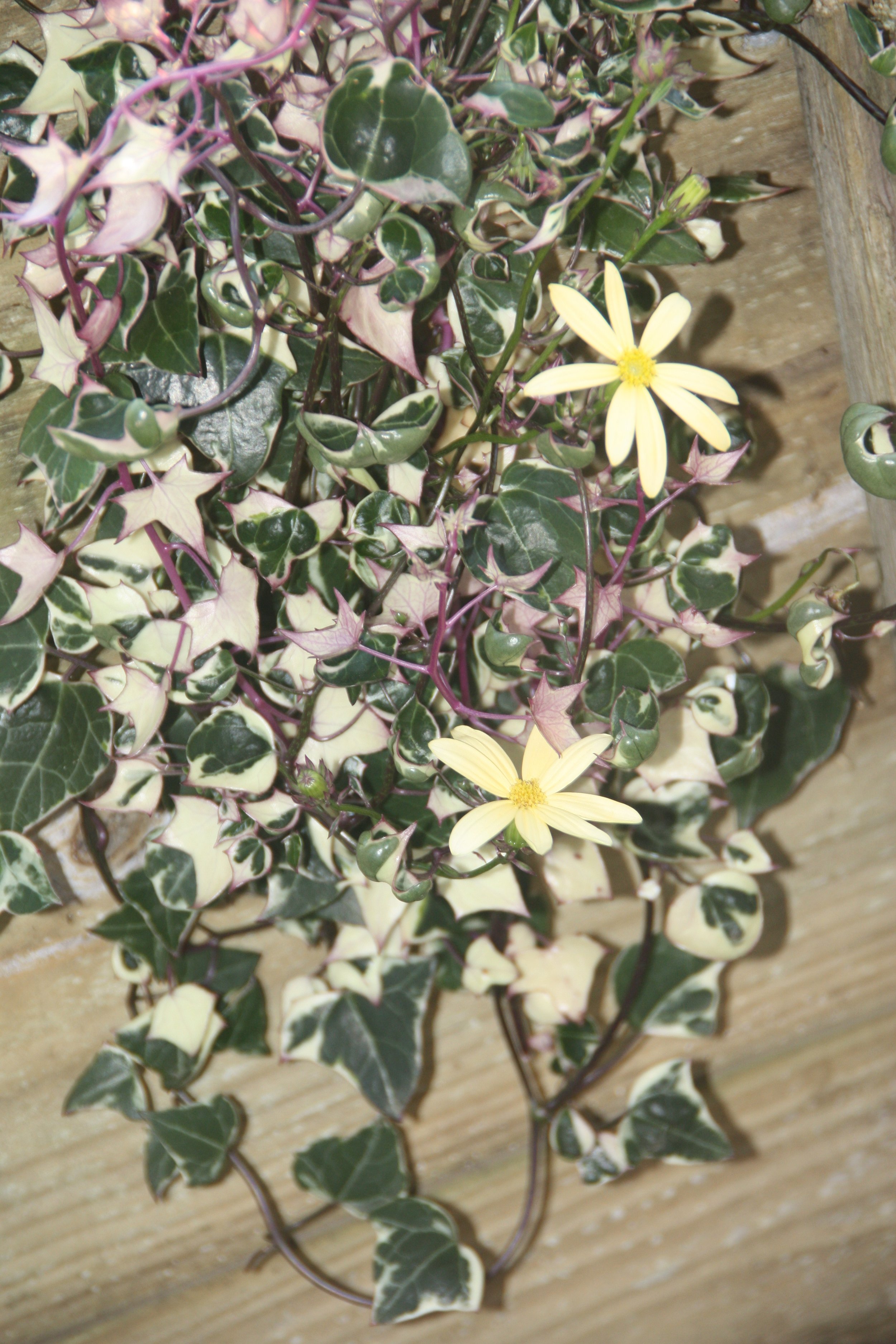 Senecio Macroglossus aka. "Varigated Wax Ivy"
