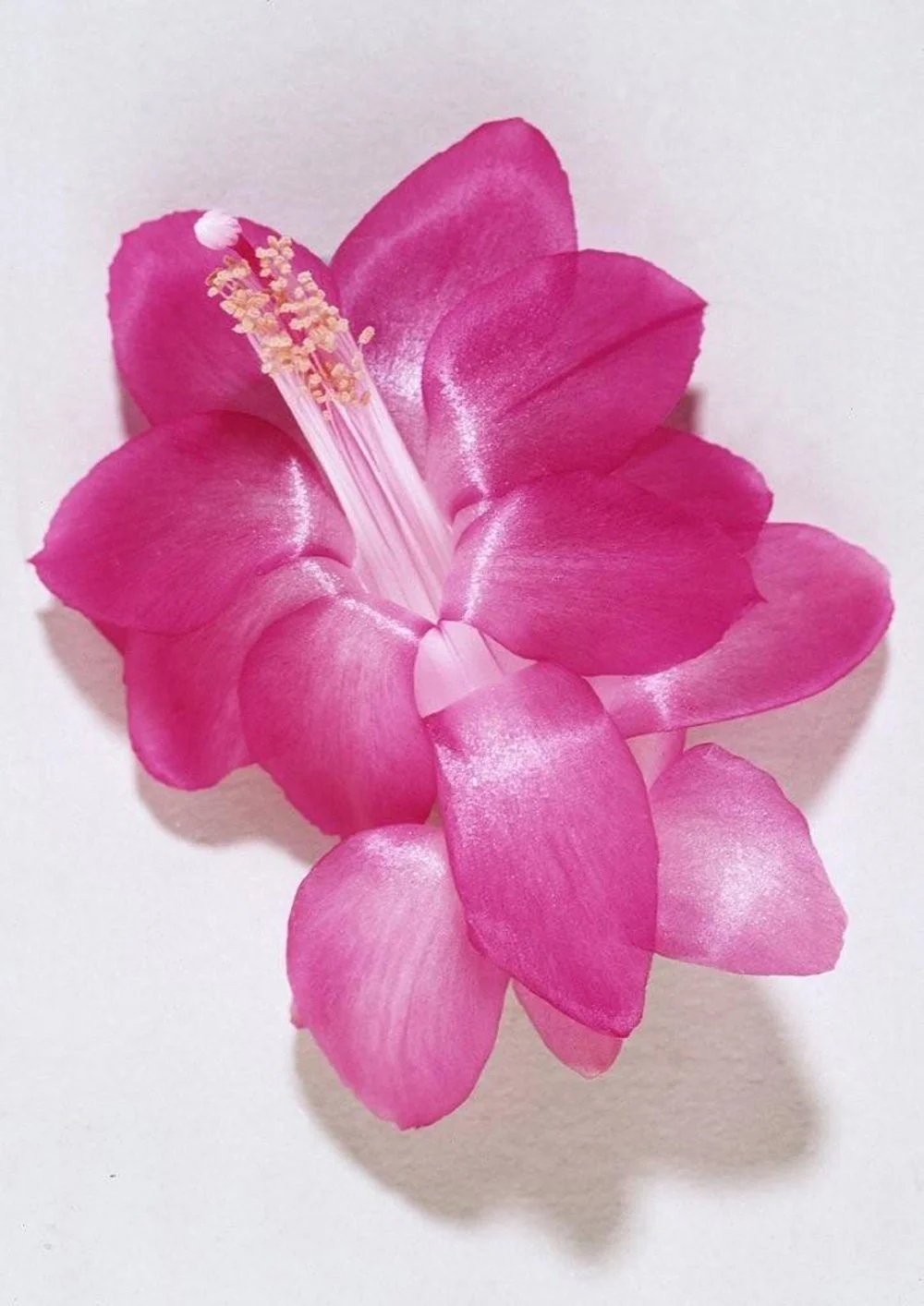 Schlumbergera Thor Ritt