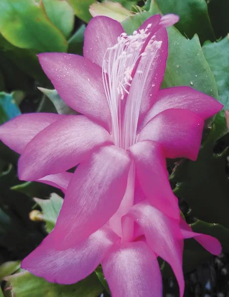 Schlumbergera Carolyn