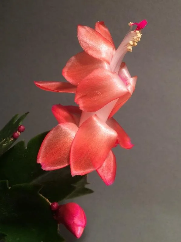 Schlumbergera Olga Red
