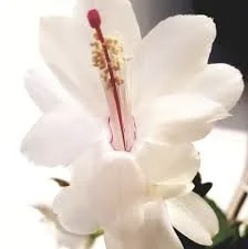 Schlumbergera Cecilia White