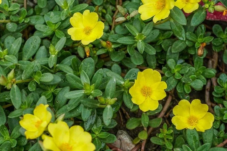 Portulaca Olerace Purslane aka. "Moss Rose" Happy Hour Series Yellow