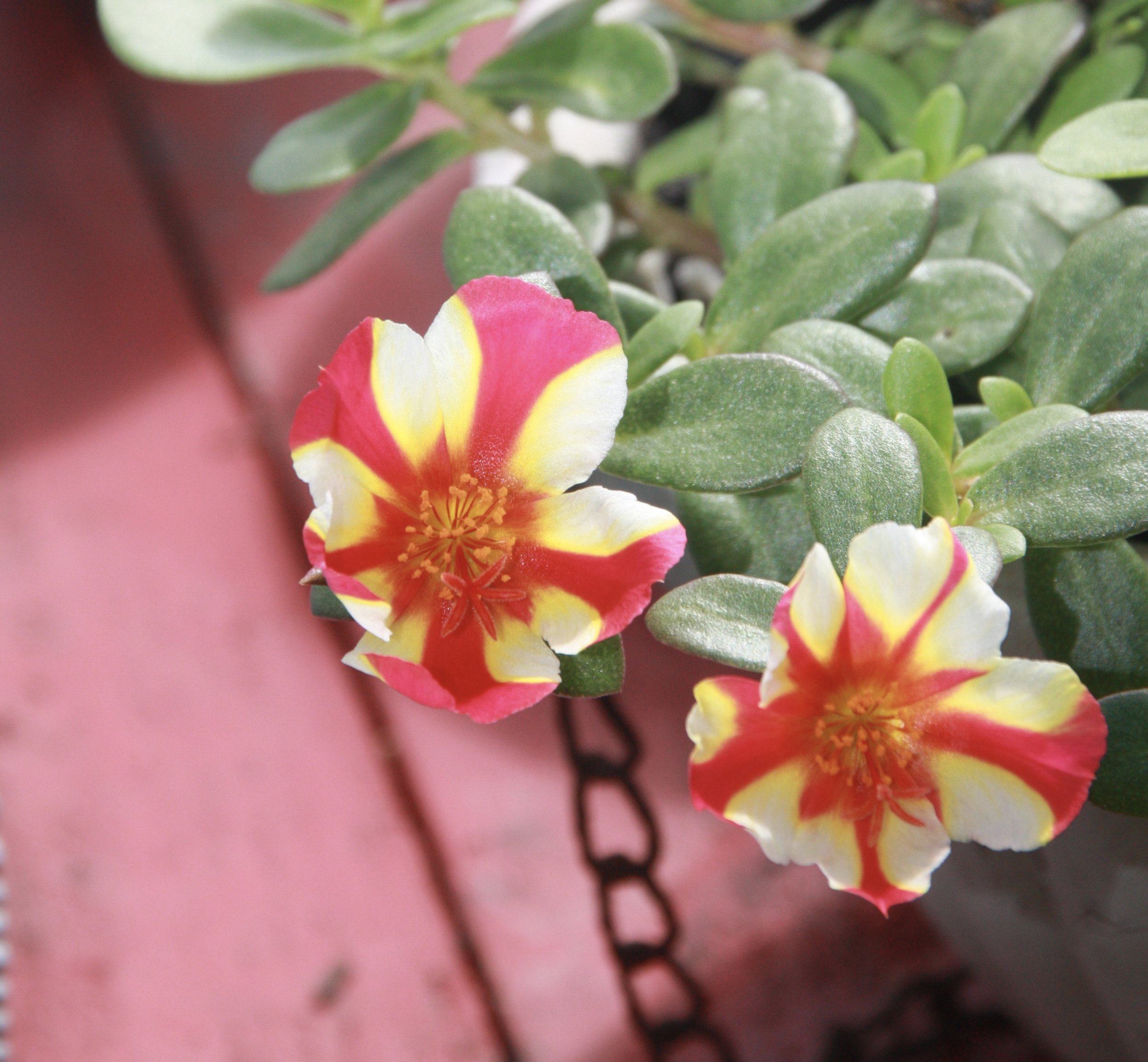 Portulaca Olerace Purslane aka. “Moss Rose”y Happy Hour Series Varigated