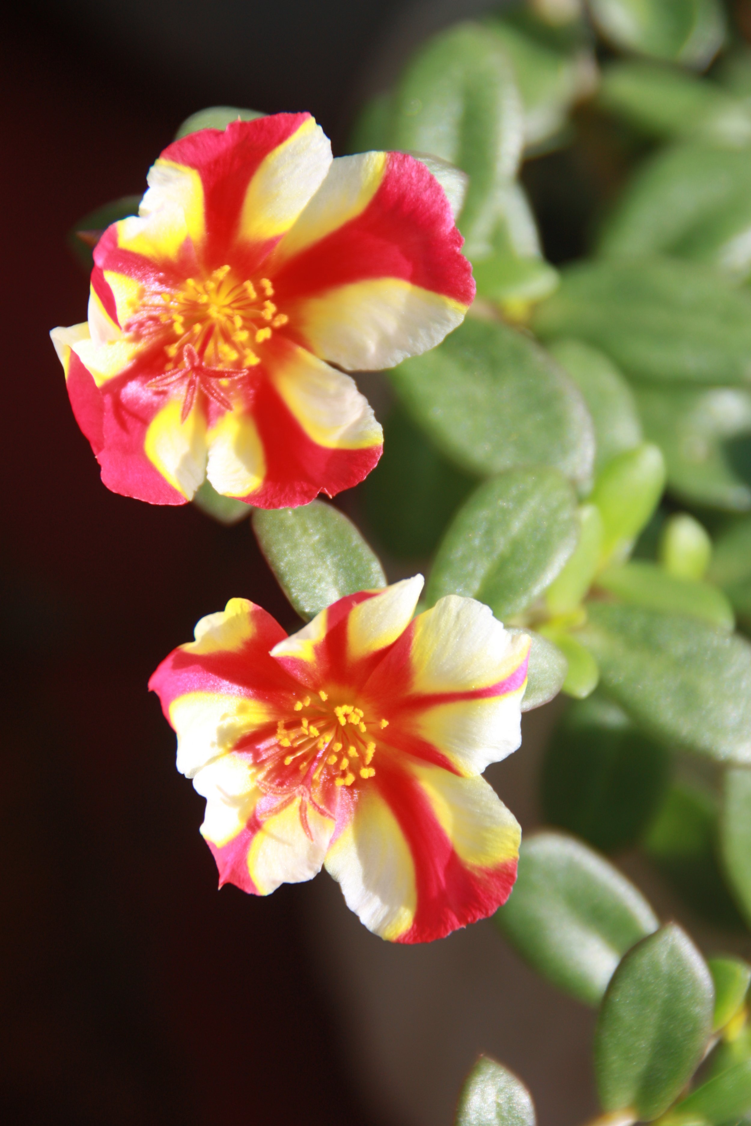 Portulaca Olerace Purslane aka. “Moss Rose”y Happy Hour Series Varigated