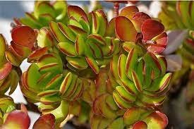 Crassula rubricaulis aka. “Butterfly Bush”