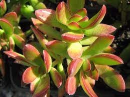 Crassula rubricaulis aka. “Butterfly Bush”