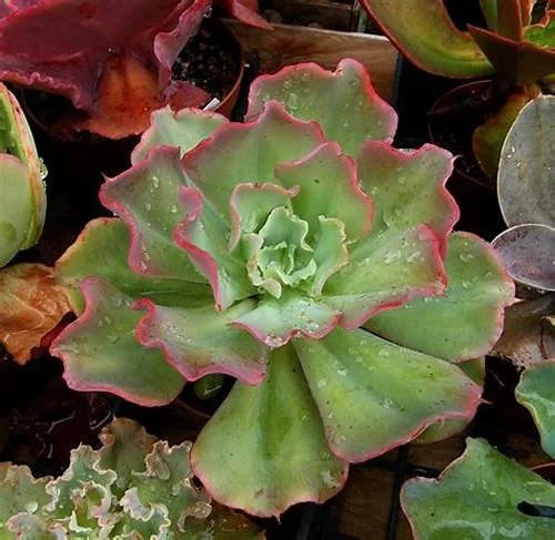 Echeveria Dick's Pink
