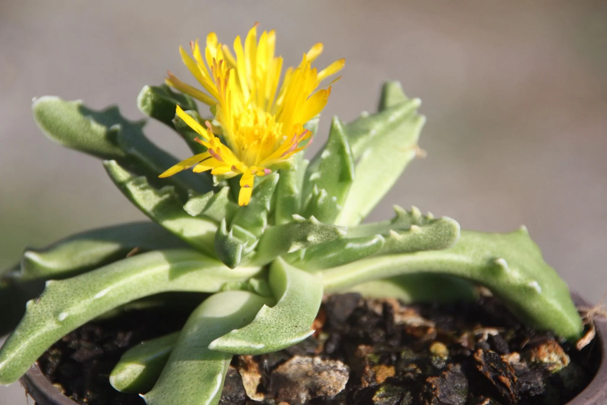 Faucaria Tigrina aka "Tiger Jaw"