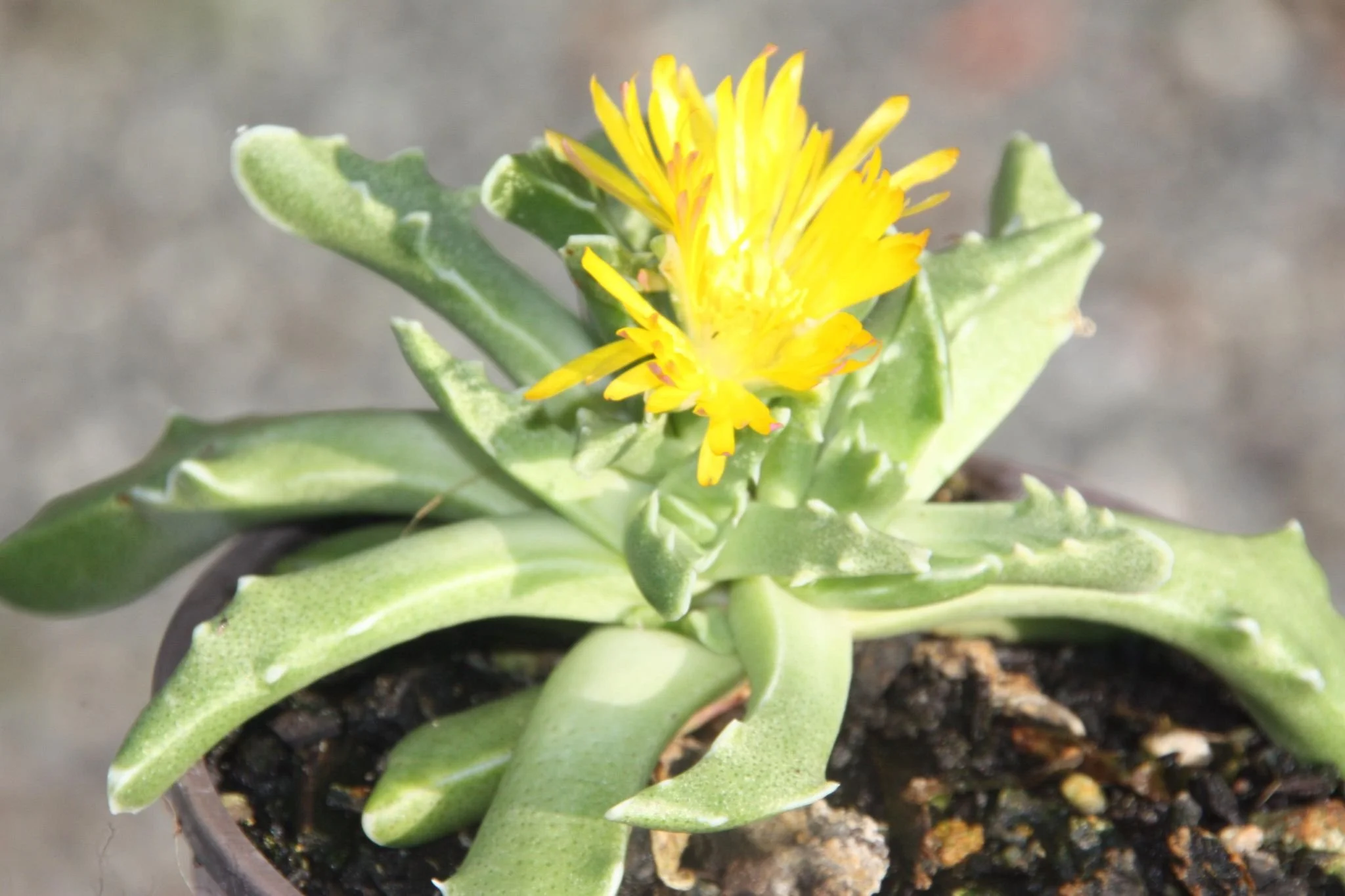 Faucaria Tigrina aka "Tiger Jaw"