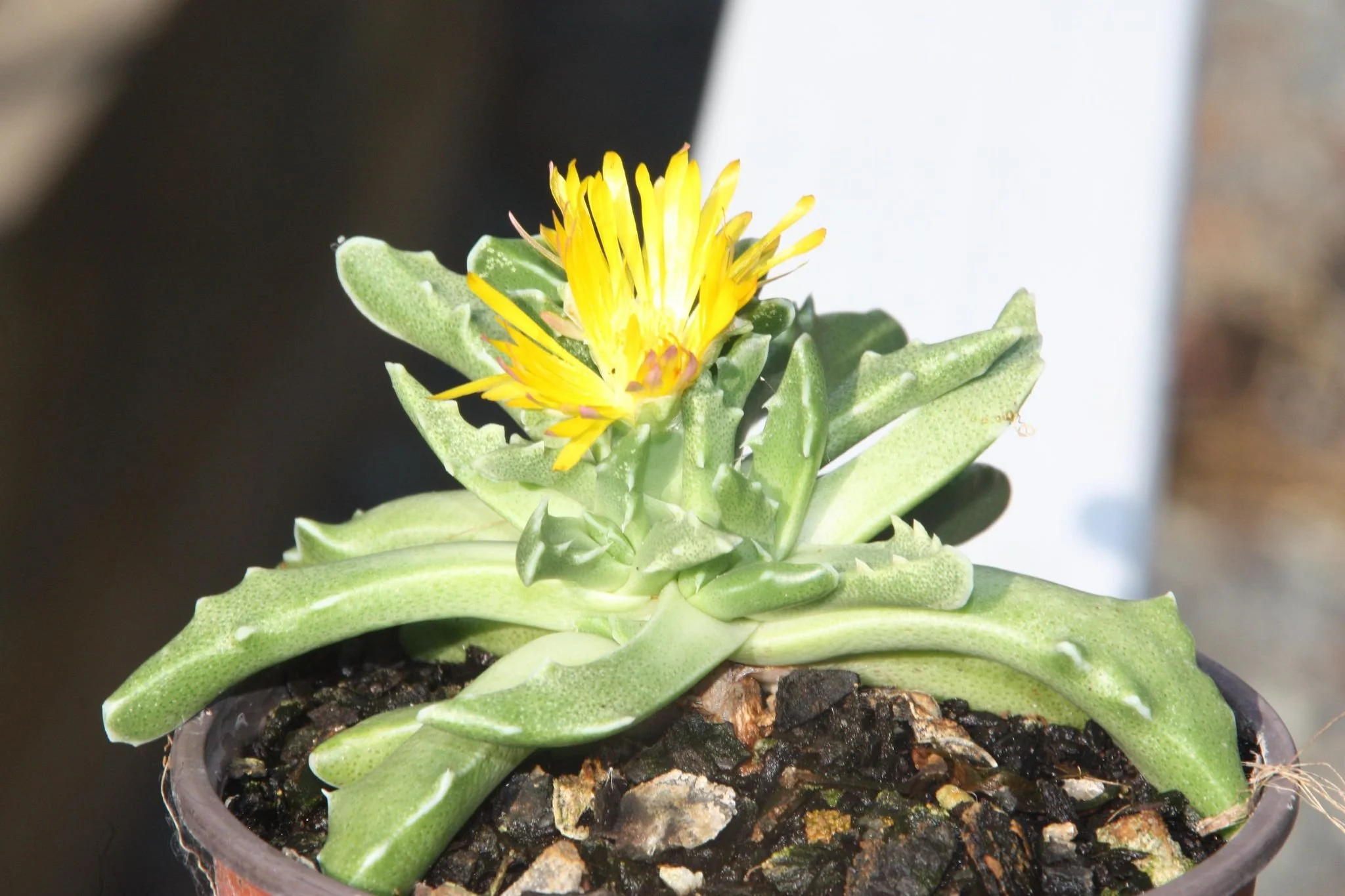 Faucaria Tigrina aka "Tiger Jaw"