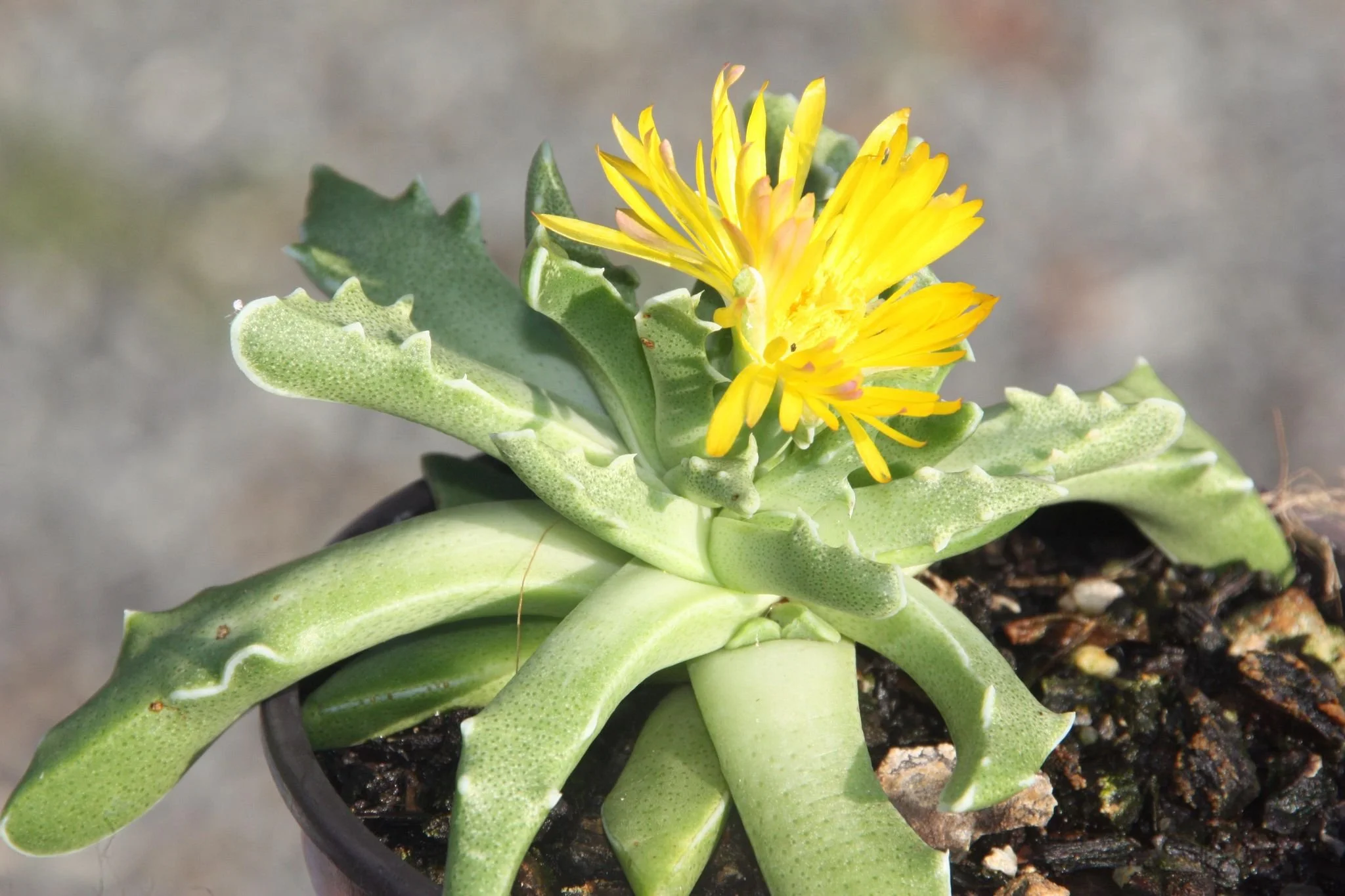 Faucaria Tigrina aka "Tiger Jaw"