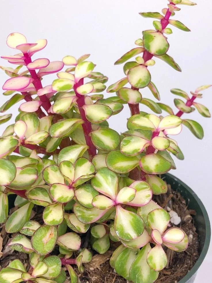 Portulacaria Afra Variegata  Manning Valley Succulent Garden