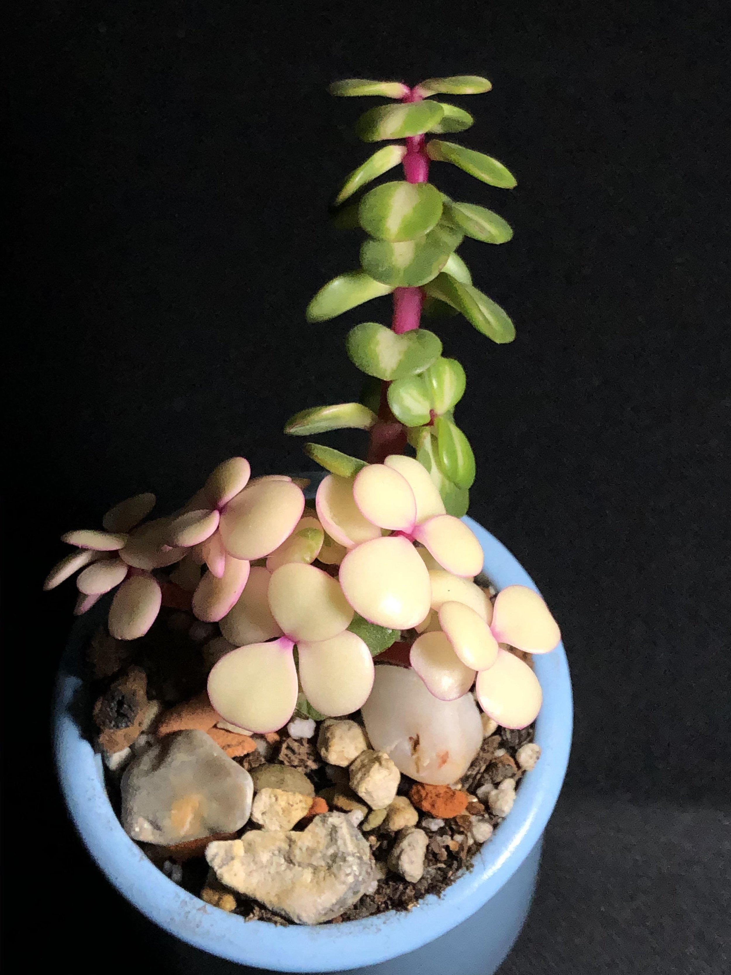 Portulacaria Afra Reverse variegation