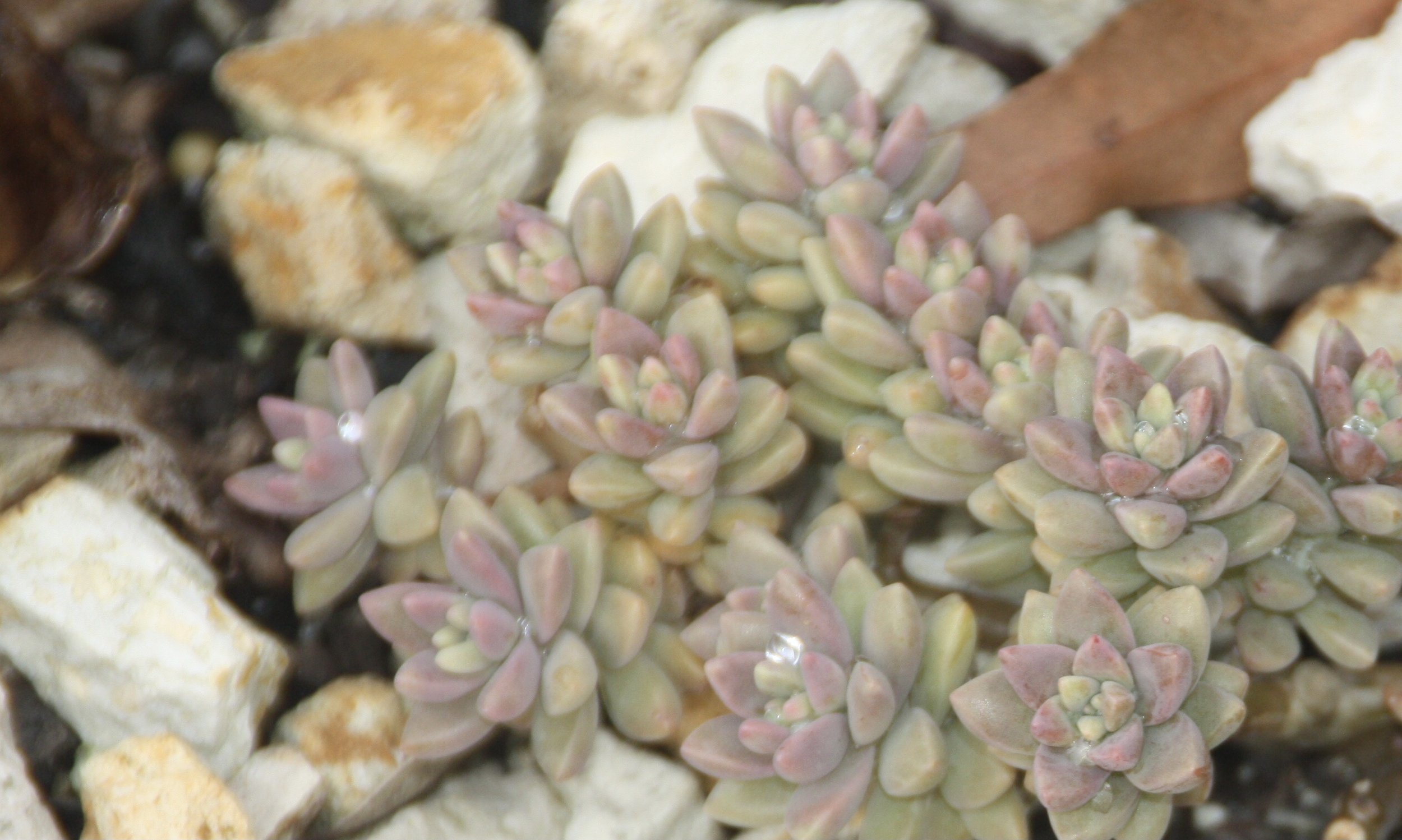 Sederveria Pink Granite
