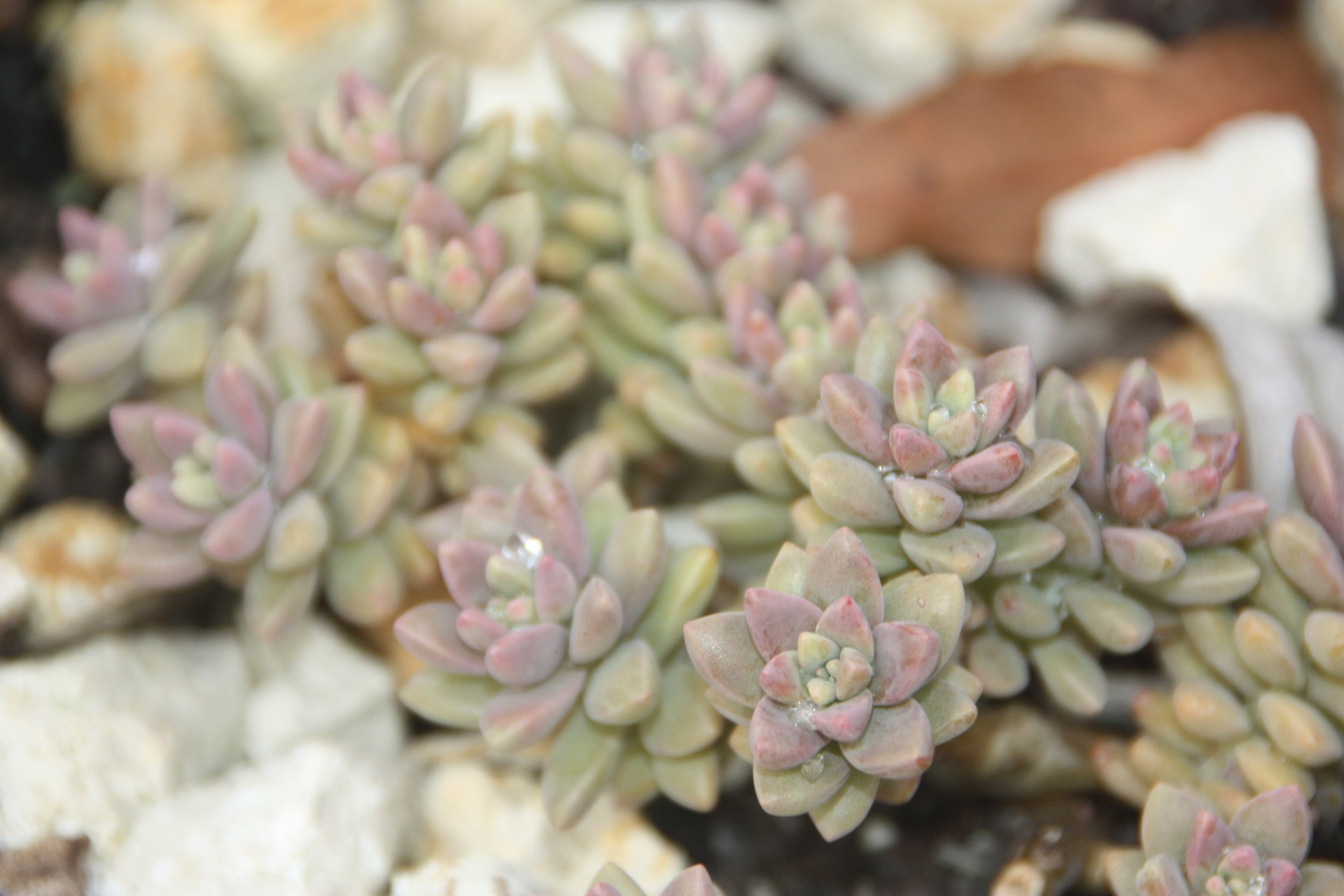 Sederveria Pink Granite