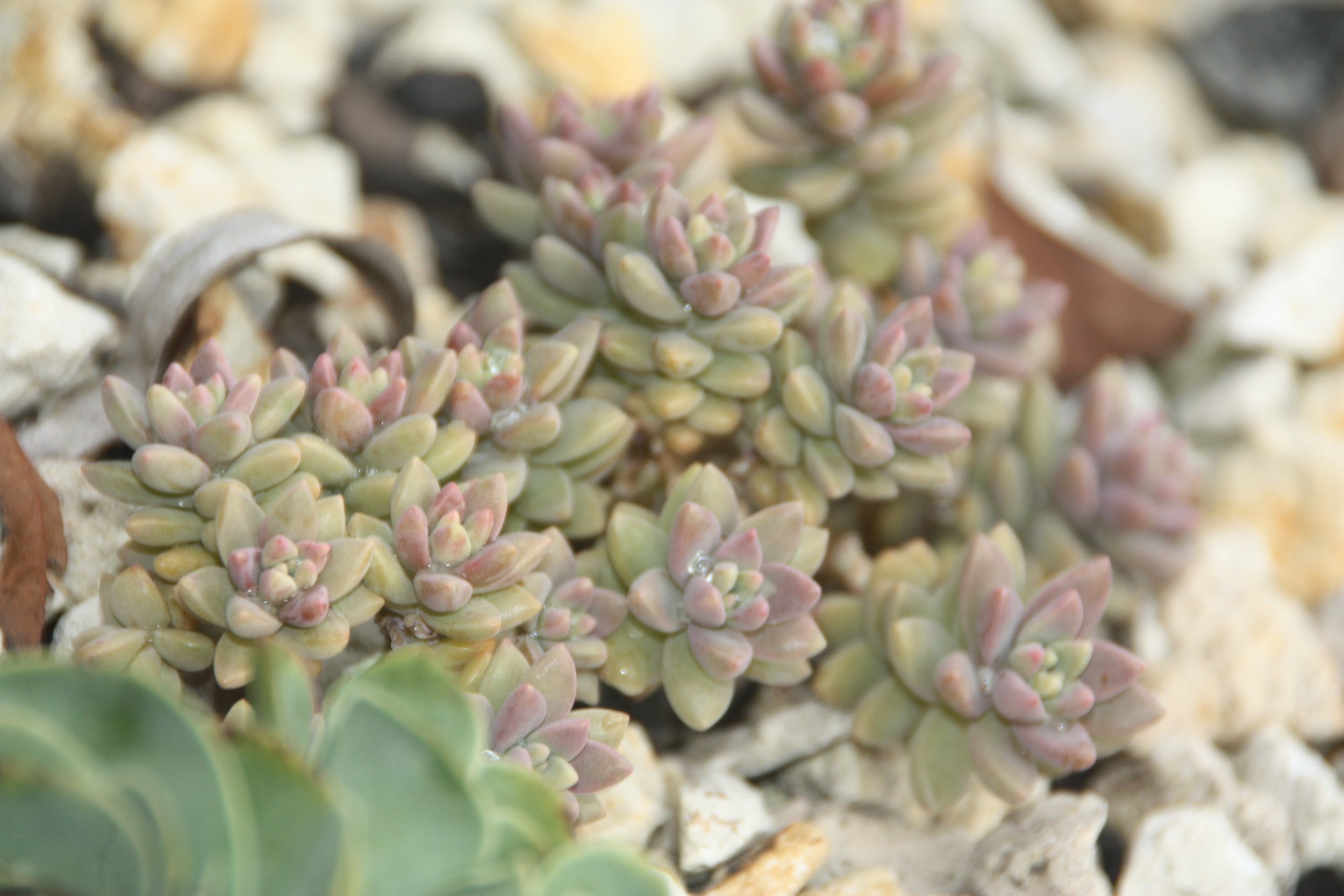 Sederveria Pink Granite