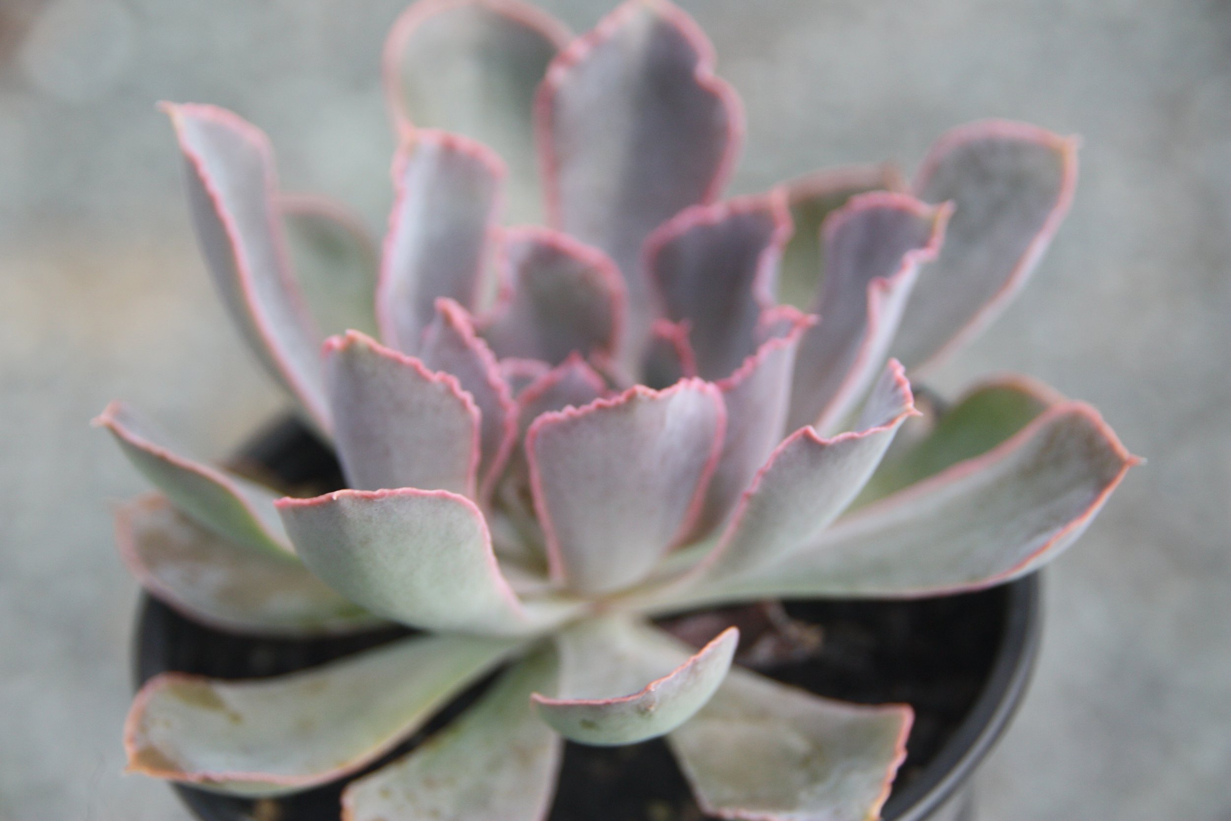 Echeveria Pink Frills