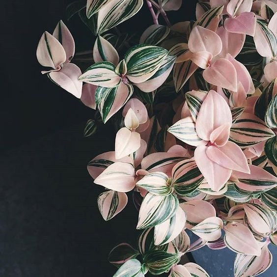 Tradescantia Fluminensis Tricolour