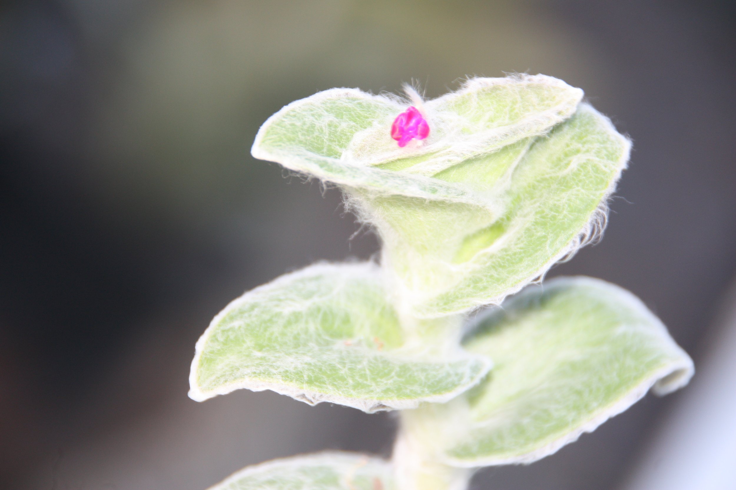 Tradescantia Sillamonthana aka. "White Velvet"