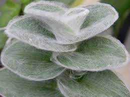 Tradescantia Sillamonthana aka. "White Velvet"