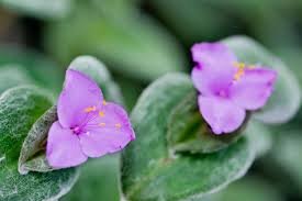Tradescantia Sillamonthana aka. "White Velvet"