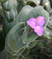 Tradescantia Sillamonthana aka. "White Velvet"