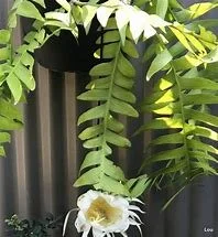 Epiphyllum Selenicereus Chrysocardium Fernleaf Cactus  Manning Valley  Succulent Garden