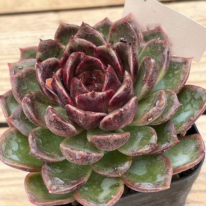 Echeveria Black Rose