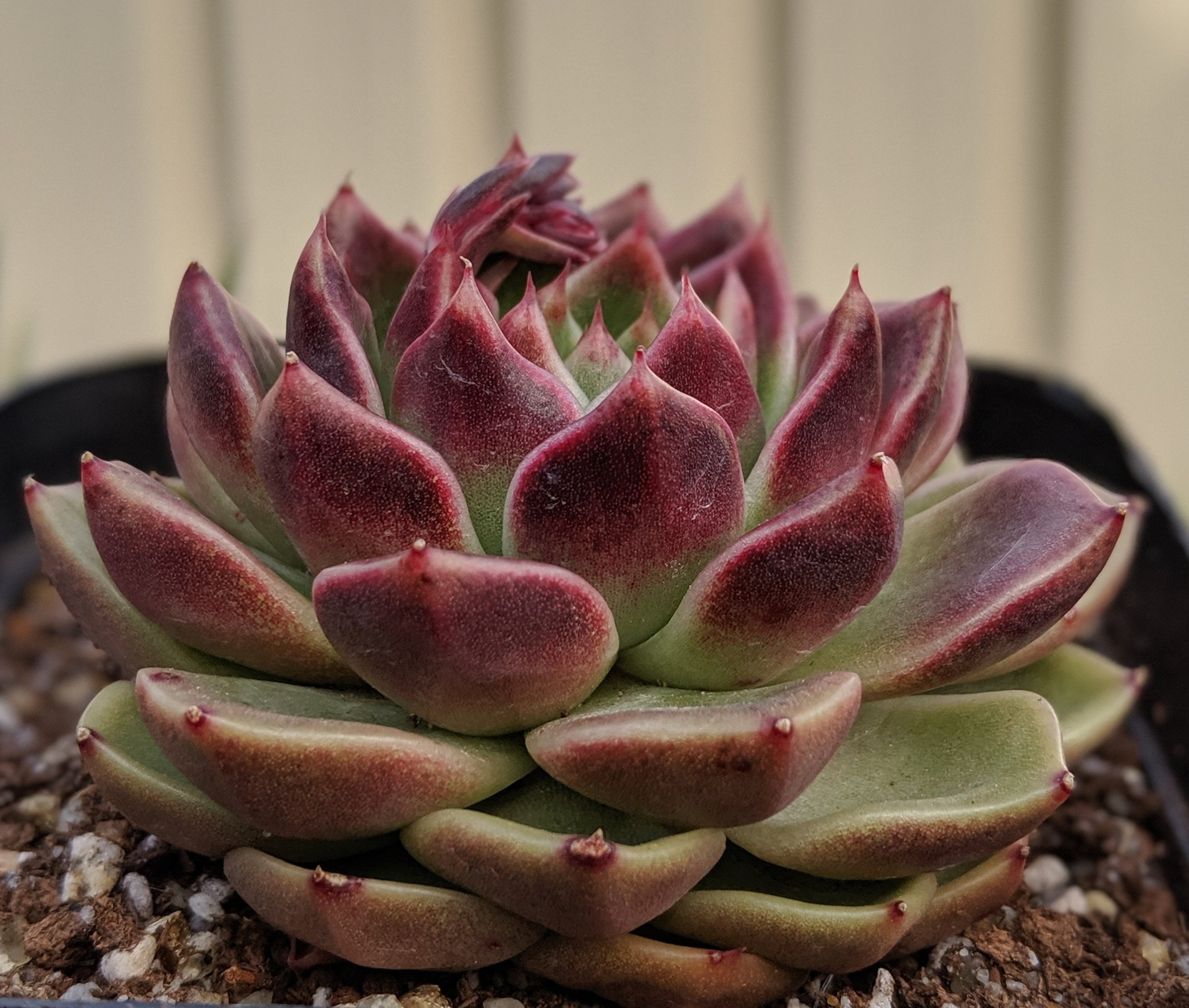 Echeveria Black Rose