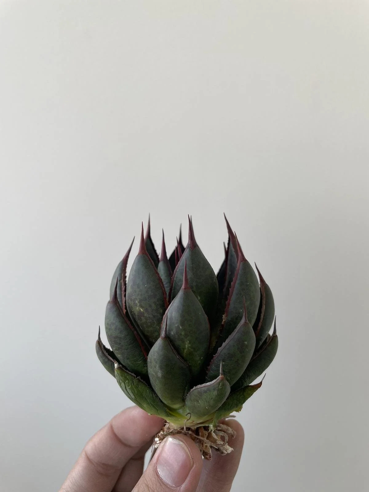 Mangave Praying Hands