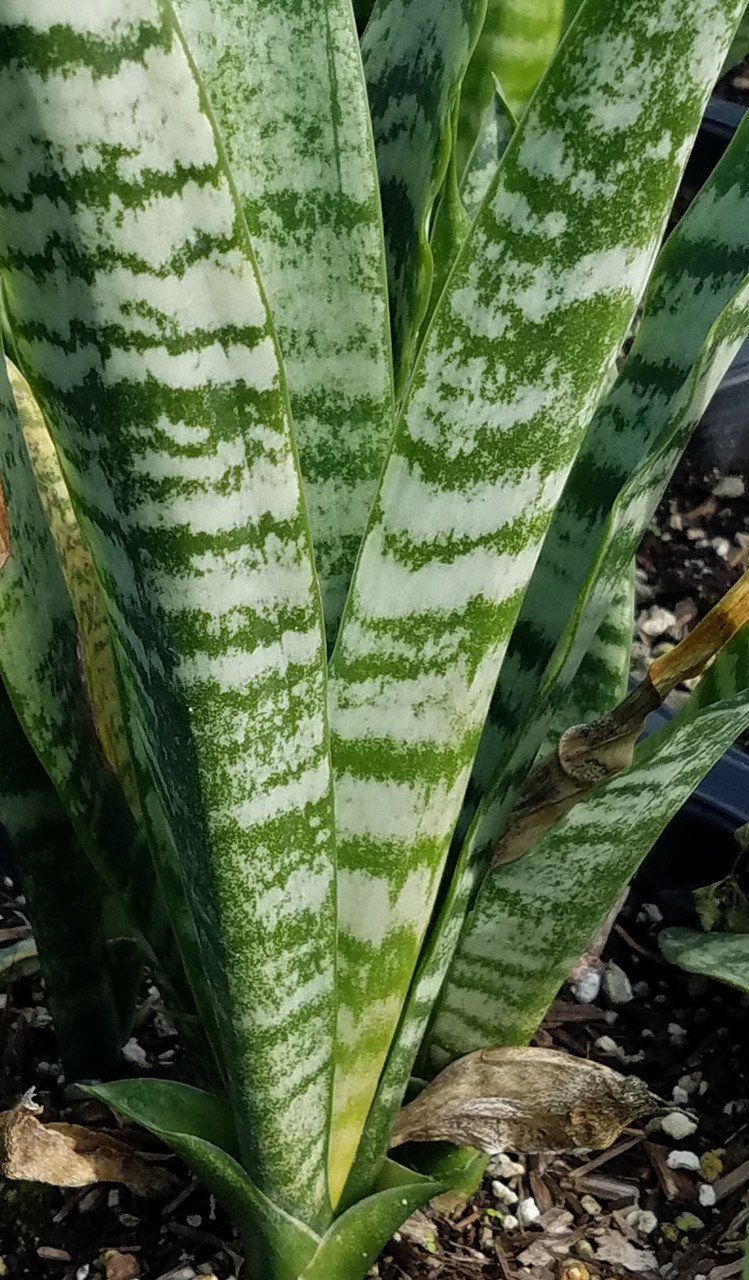 Sansevieria Trifasciata