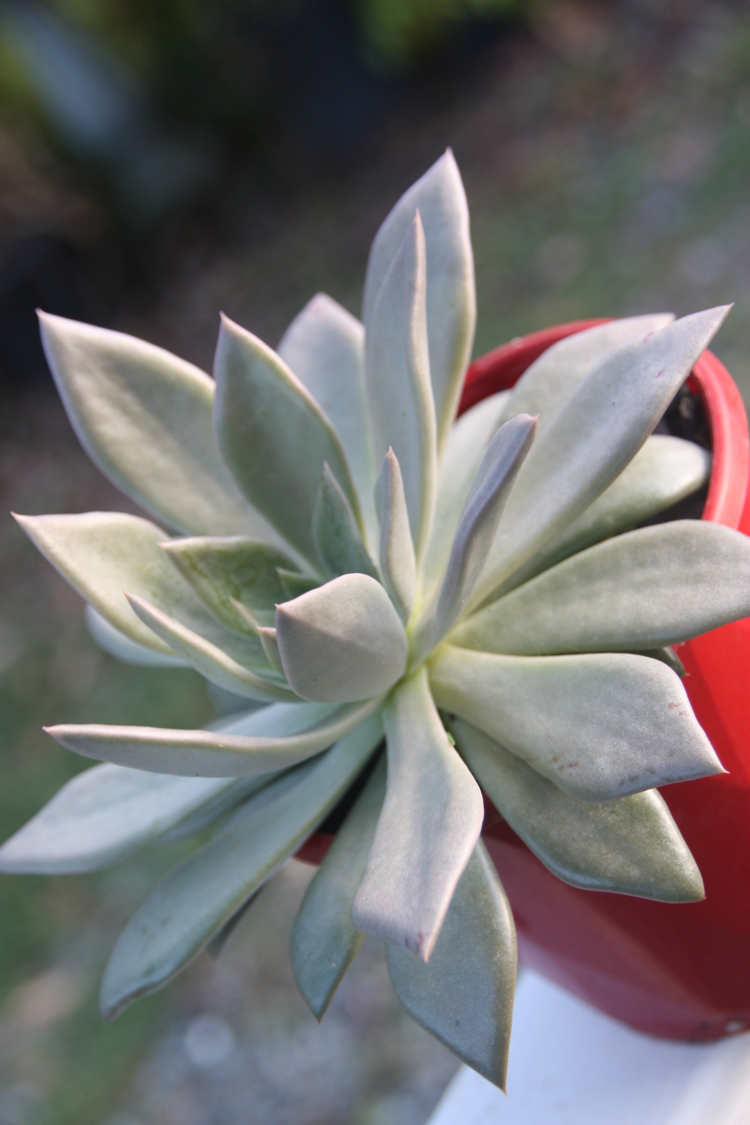 Echeveria Hyperion