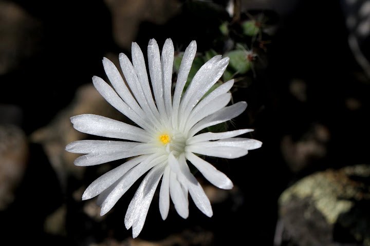 Trichodiadema Stellatum