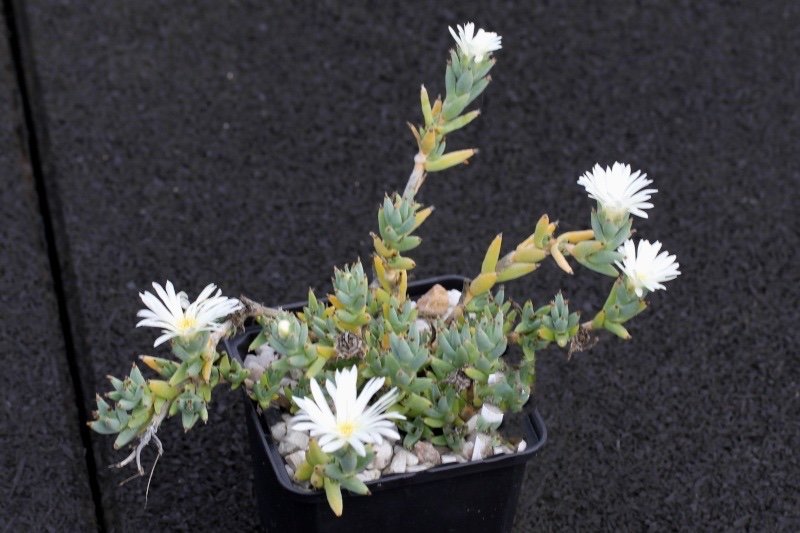 Trichodiadema Stellatum